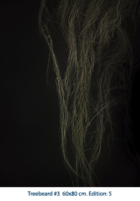 Treebeard #3 60x80 cm. Edition: 5